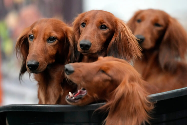 French Bulldog Frenzy May Be Cooling In U.S., But Dachshunds Are Riding High